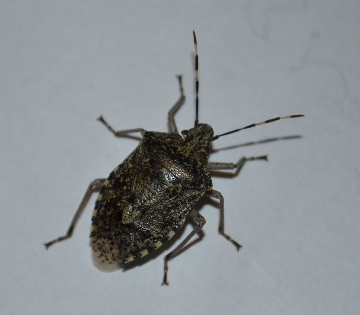 Rhaphigaster nebulosa - bencepoloska