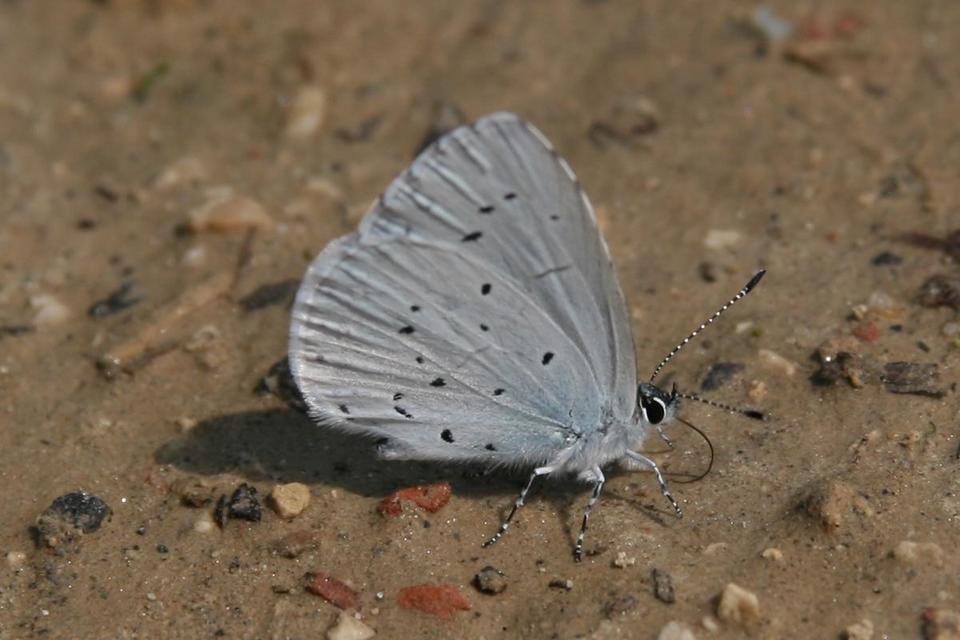 Celastrina argiolus - bengeboglárka