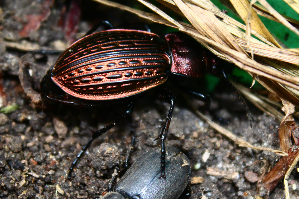 Carabus ullrichii ullrichii Carabus ullrichii ullrichii