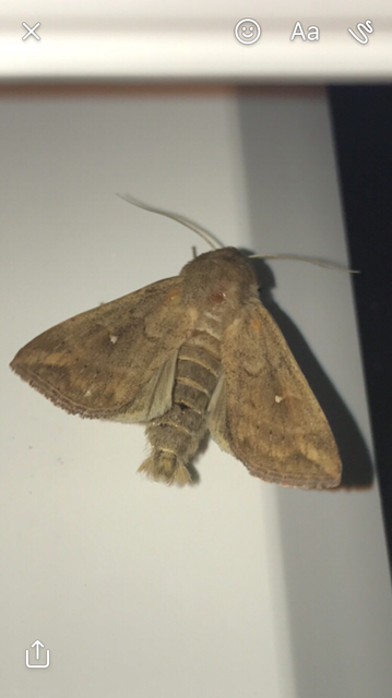 Mythimna albipuncta - fehérpettyes rétibagoly