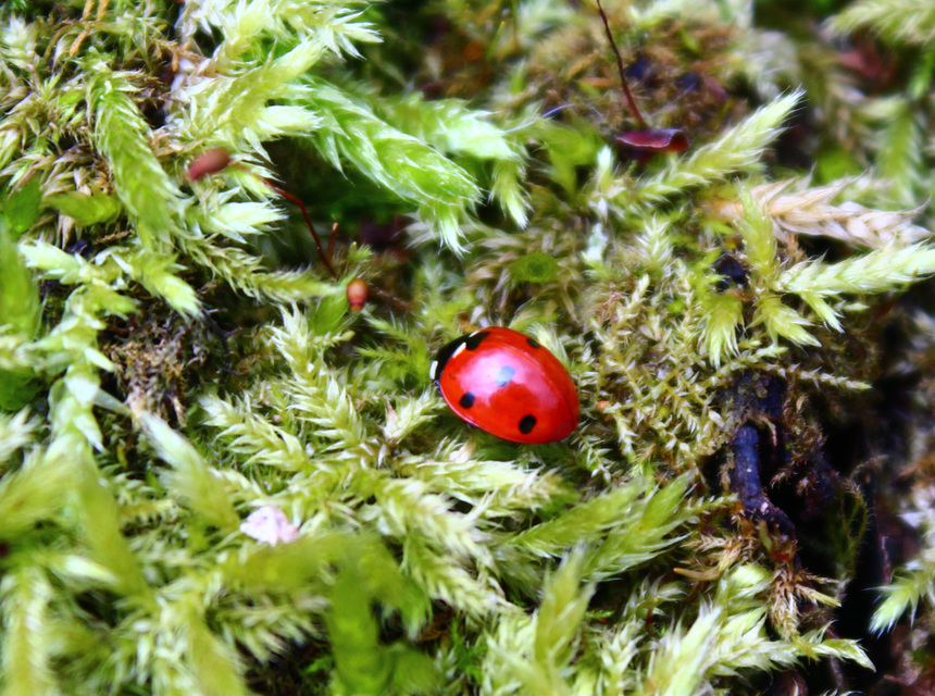 Coccinella septempunctata - hétpettyes katica
