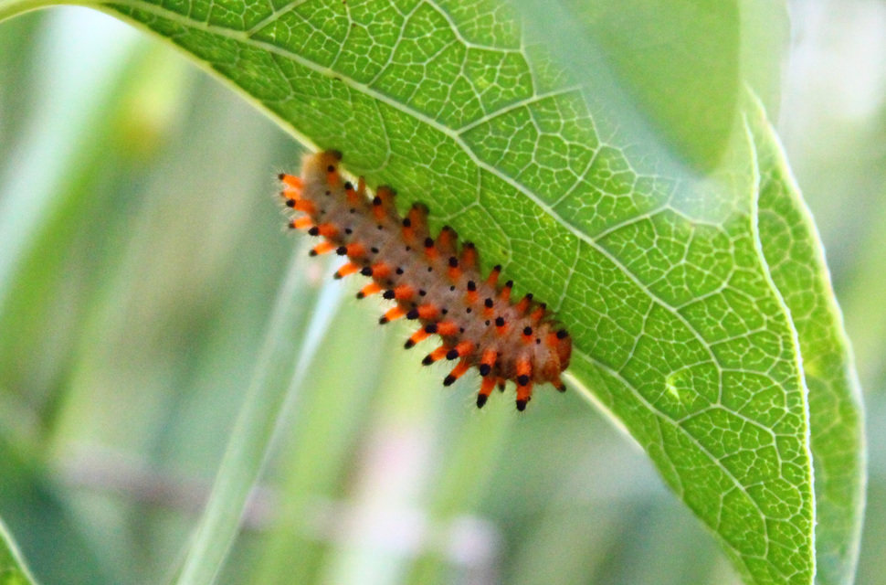 Zerynthia polyxena - farkasalmalepke