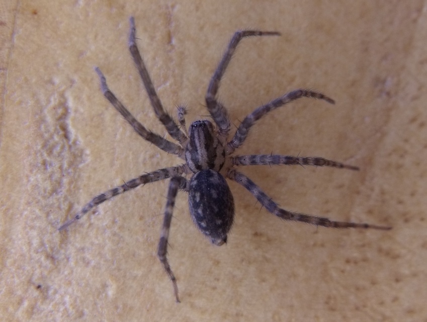 Tegenaria