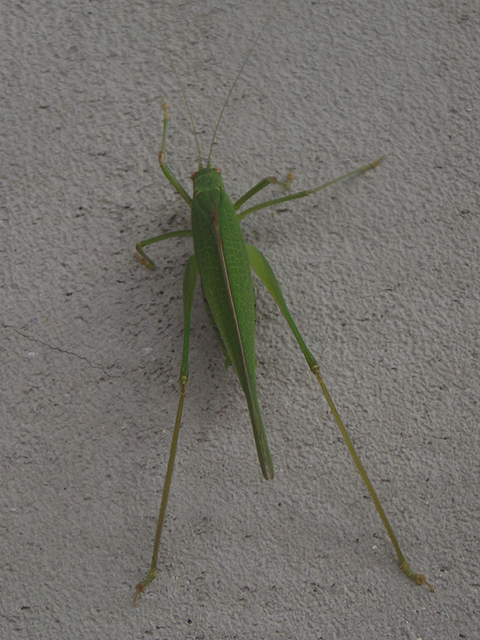 Phaneroptera nana - pontozott repülőszöcske