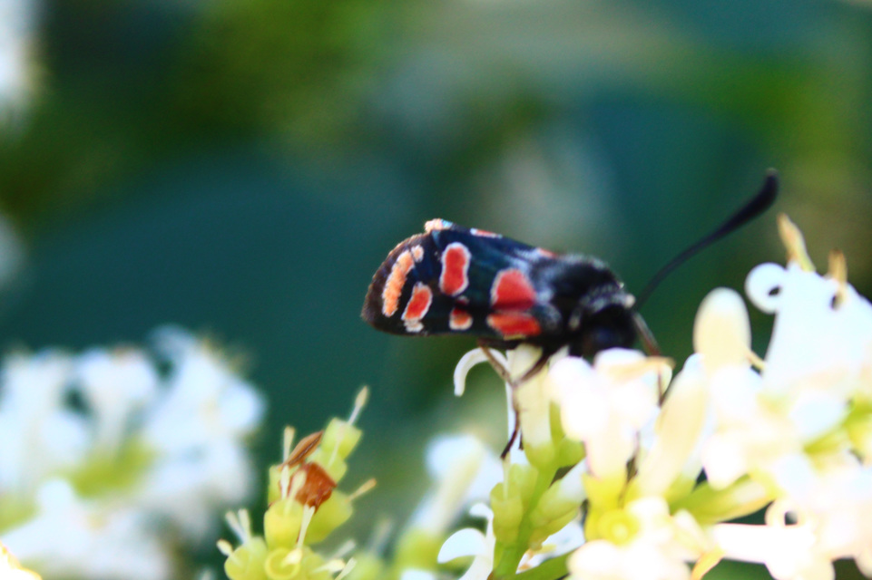 Zygaena carniolica - fehérgyűrűs csüngőlepke
