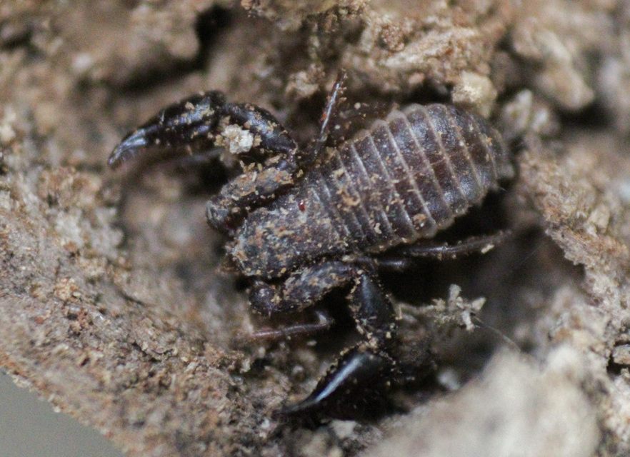 Pseudoscorpionida - Álskorpiók