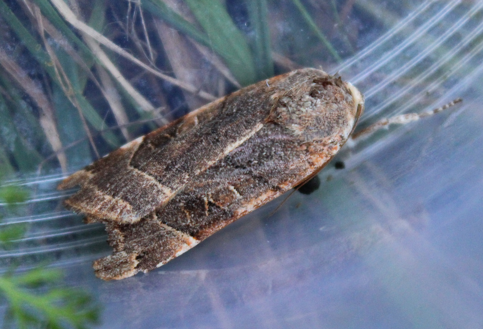 Noctua fimbriata - szélessávú sárgafűbagoly