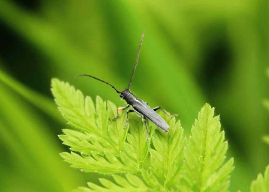 Phytoecia cylindrica - medvelapucincér