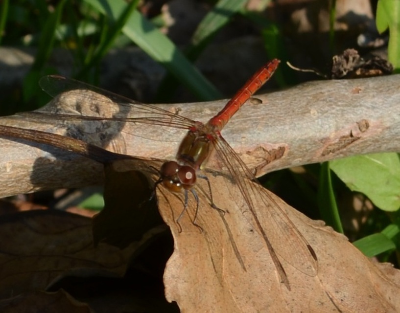Sympetrum striolatum - harántsávos katona-szitakötő