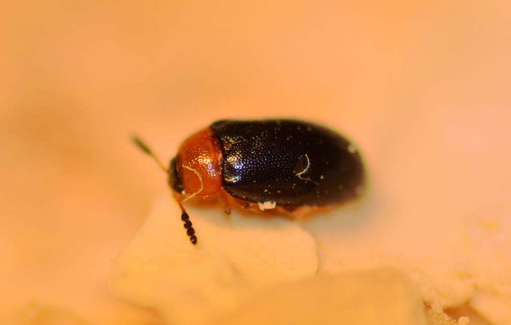 Tetratoma fungorum - vöröskék álkomorka