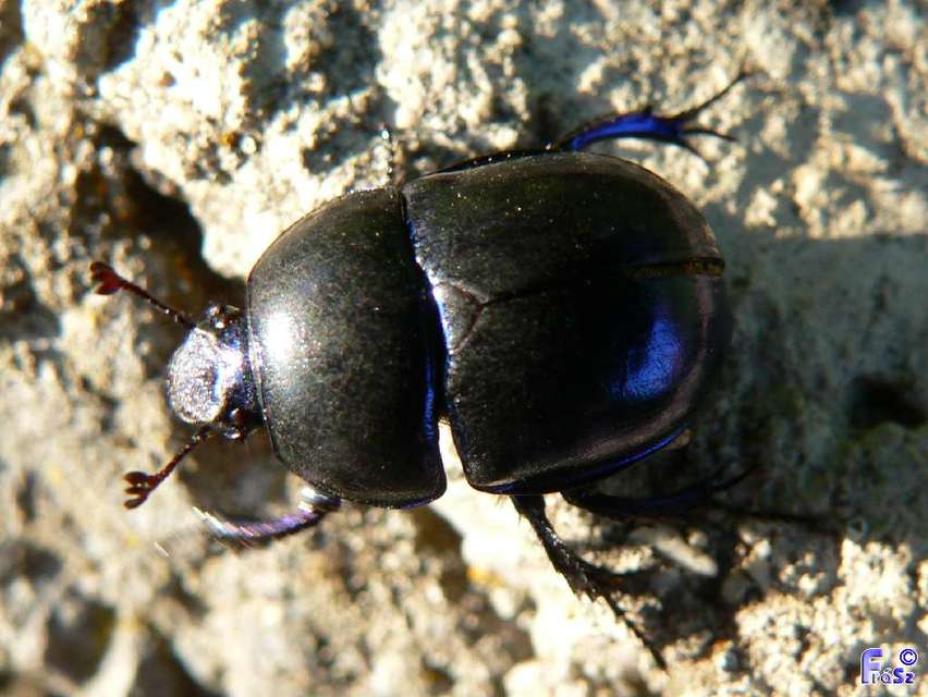 Trypocopris vernalis - tavaszi álganéjtúró