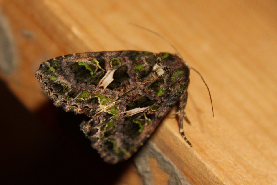 Trachea atriplicis - nyári zöldbagoly