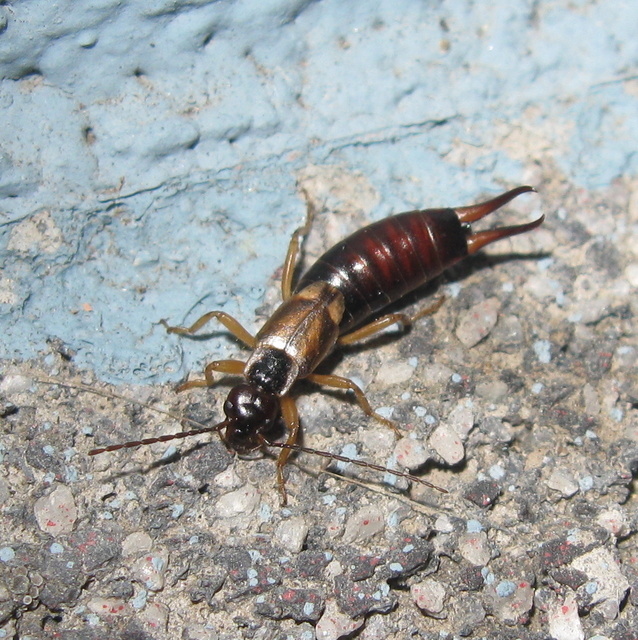 Forficula auricularia - közönséges fülbemászó