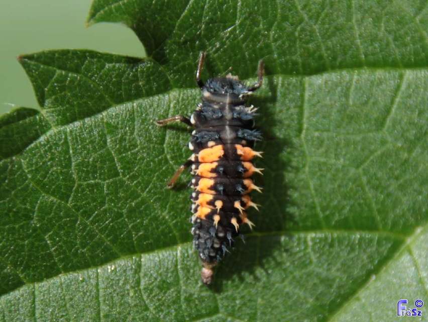 Harmonia axyridis - harlekinkatica