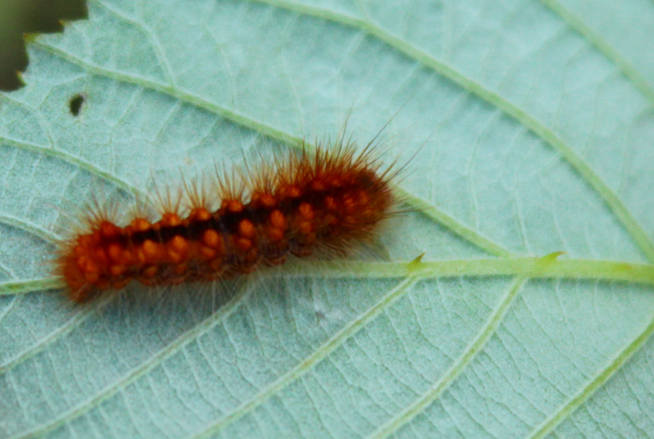 Acronicta auricoma - aranyos szigonyosbagoly