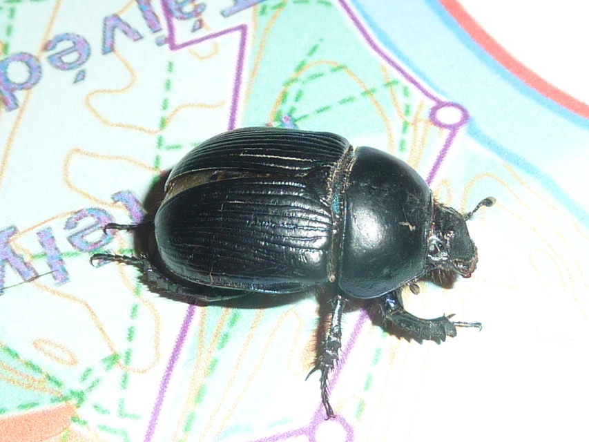 Geotrupes spiniger - közönséges álganéjtúró