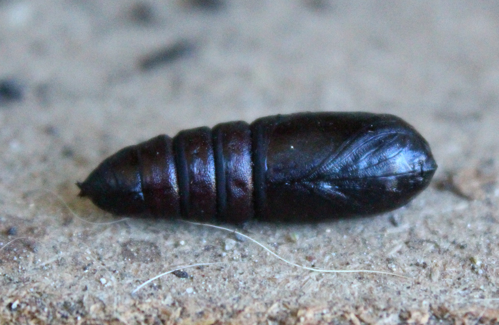 Phalera bucephala - sárgafoltos púposszövő