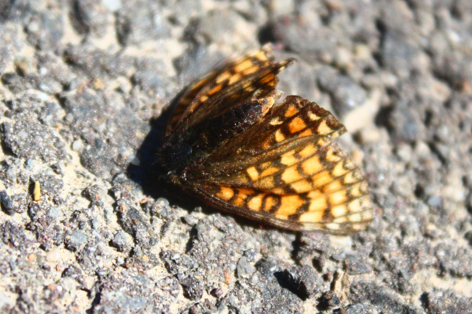 Melitaea phoebe - nagy tarkalepke