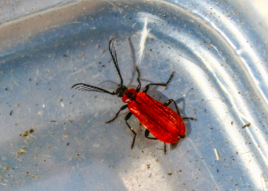 Schizotus pectinicornis - kis bíborbogár