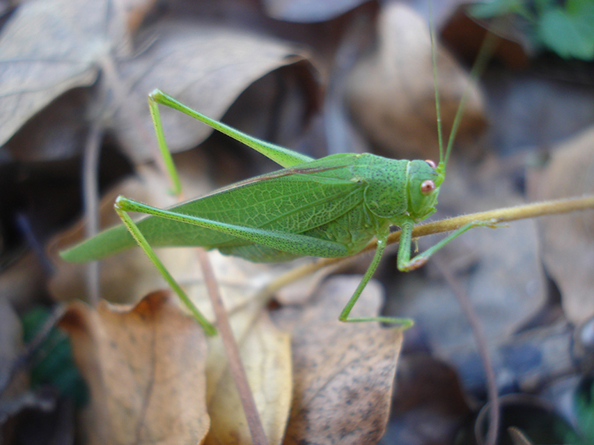 Phaneroptera nana - pontozott repülőszöcske