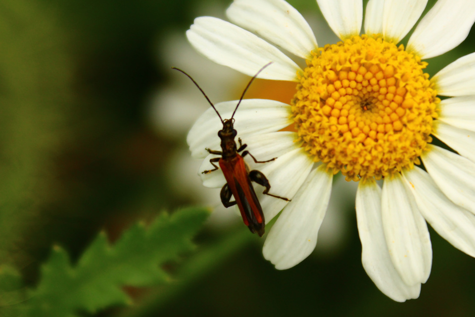 Oedemera femorata - sárgahátú álcincér