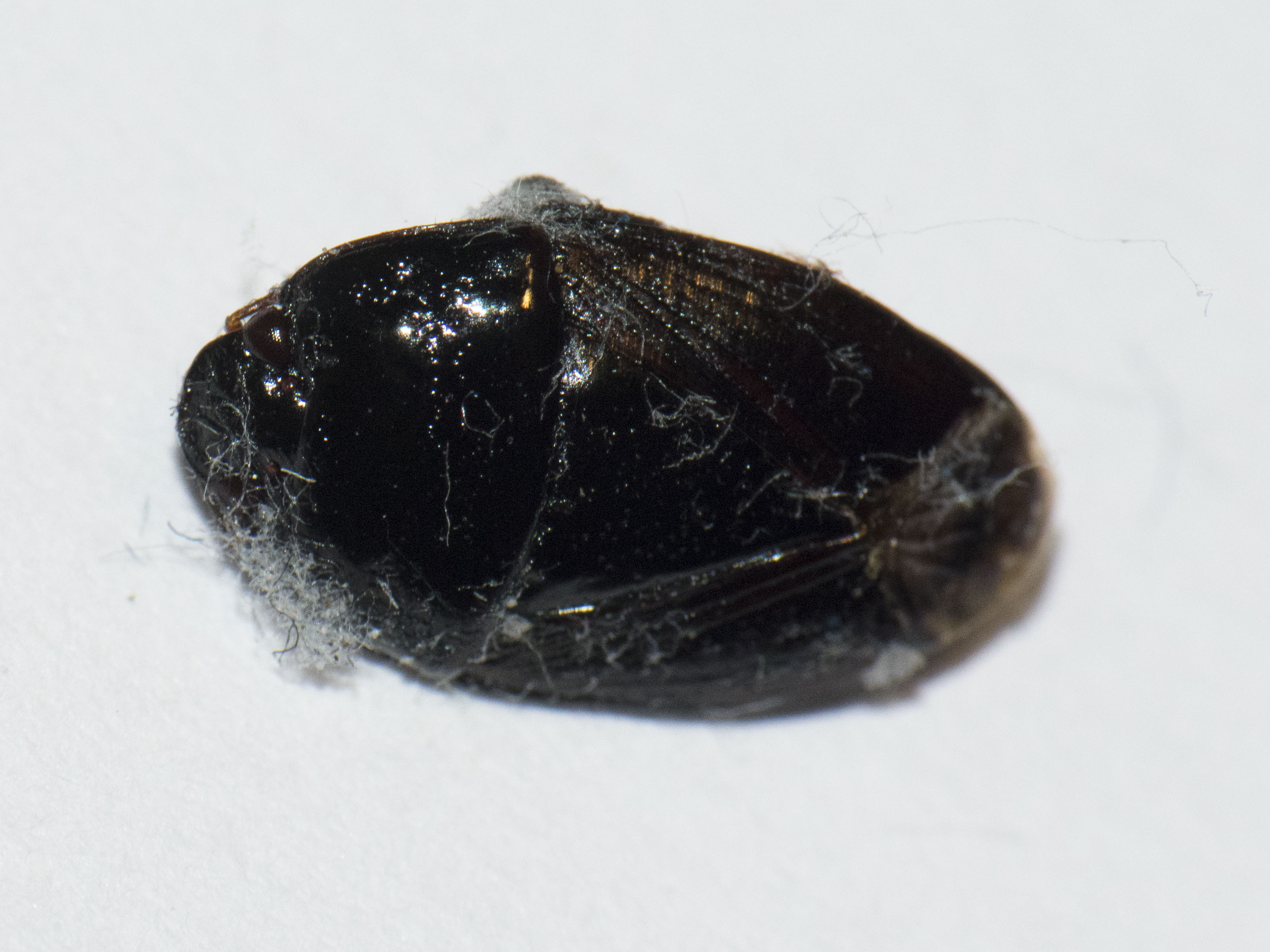 Geotomus