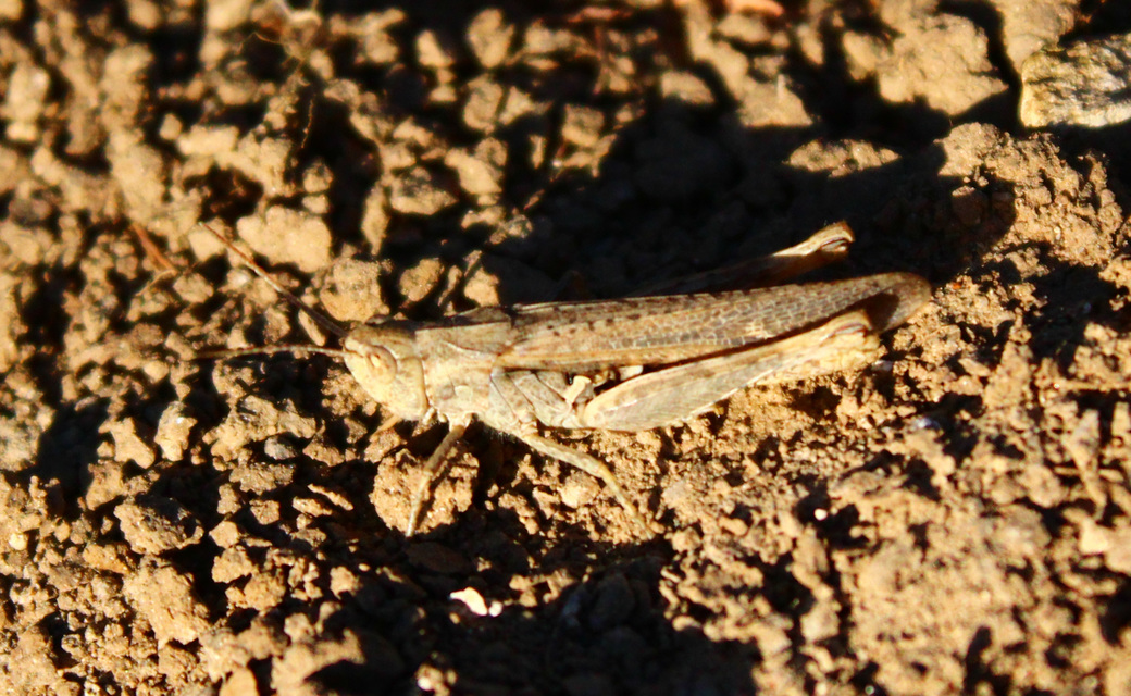Chorthippus (Glyptobothrus) (subgenus)