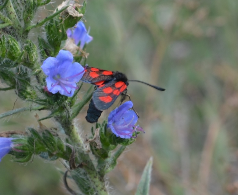 Zygaena loti - közönséges csüngőlepke