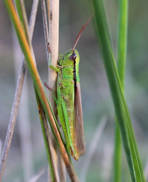 Mecostethus parapleurus - hagymazöld sáska