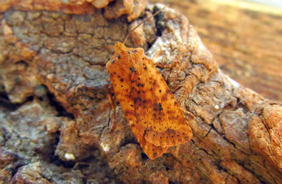 Conistra rubiginea - vörös őszibagoly