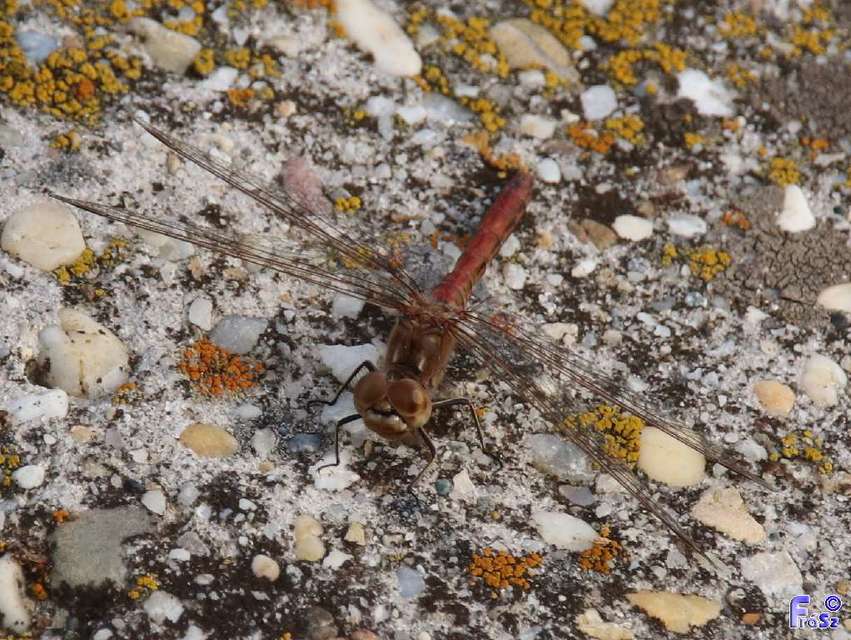 Sympetrum vulgatum - barkós katona-szitakötő
