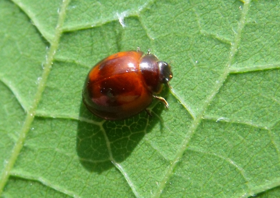 Exochomus quadripustulatus - négyfoltos szerecsenkata