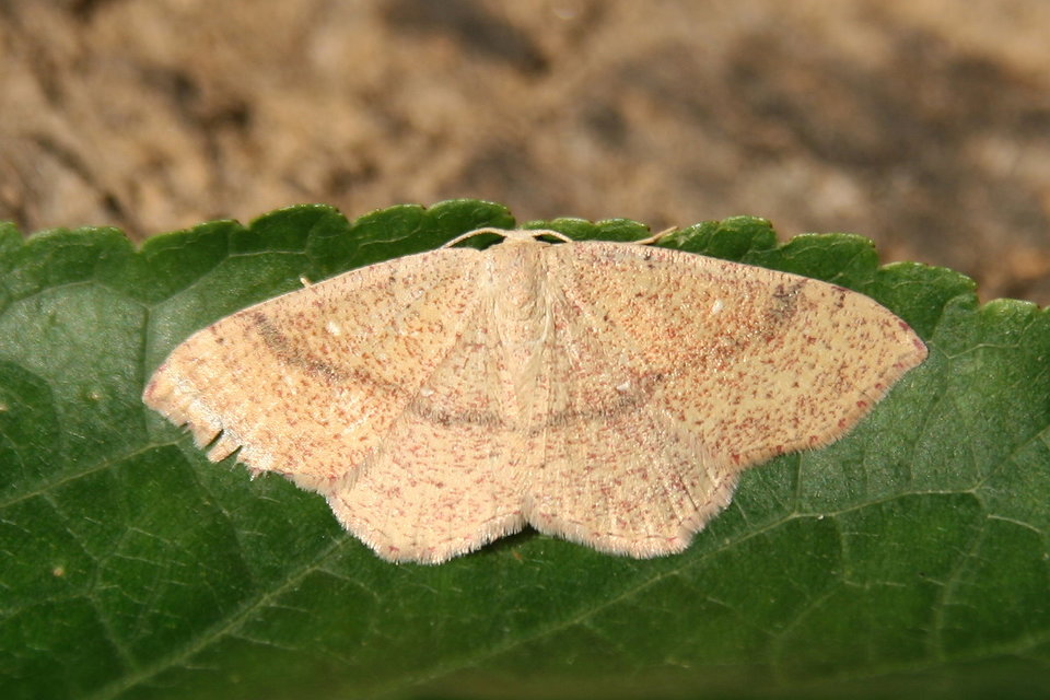Cyclophora ruficiliaria - vörösrojtú pettyesaraszoló
