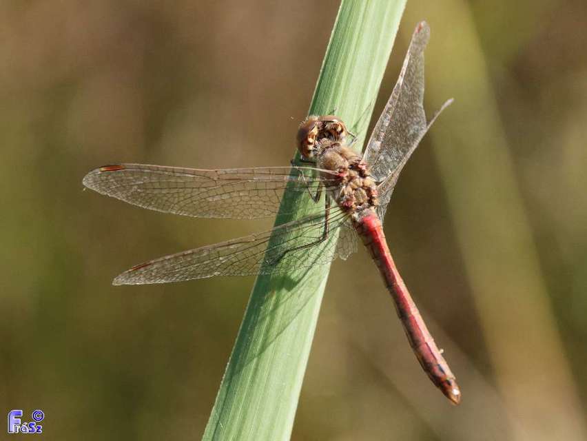 Sympetrum striolatum/vulgatum