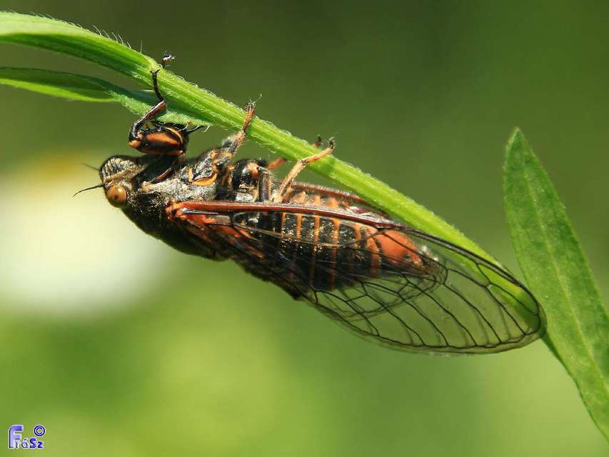 Cicadetta montana