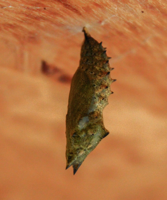 Nymphalis io - nappali pávaszem