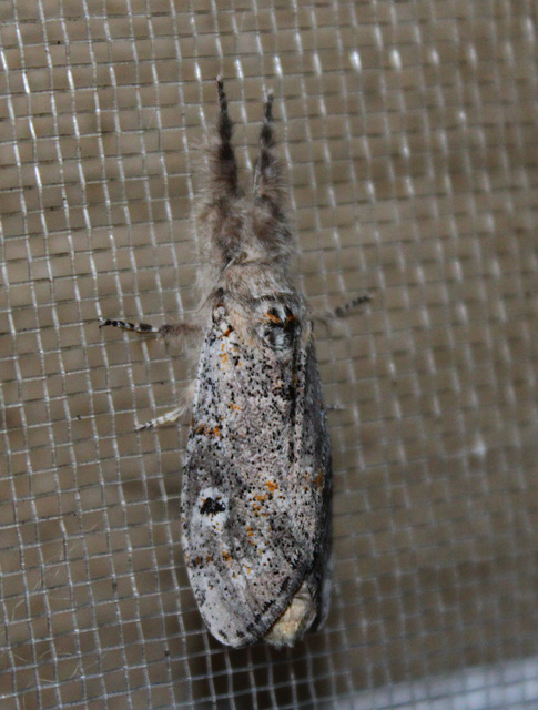 Gynaephora fascelina - vesszős szövő