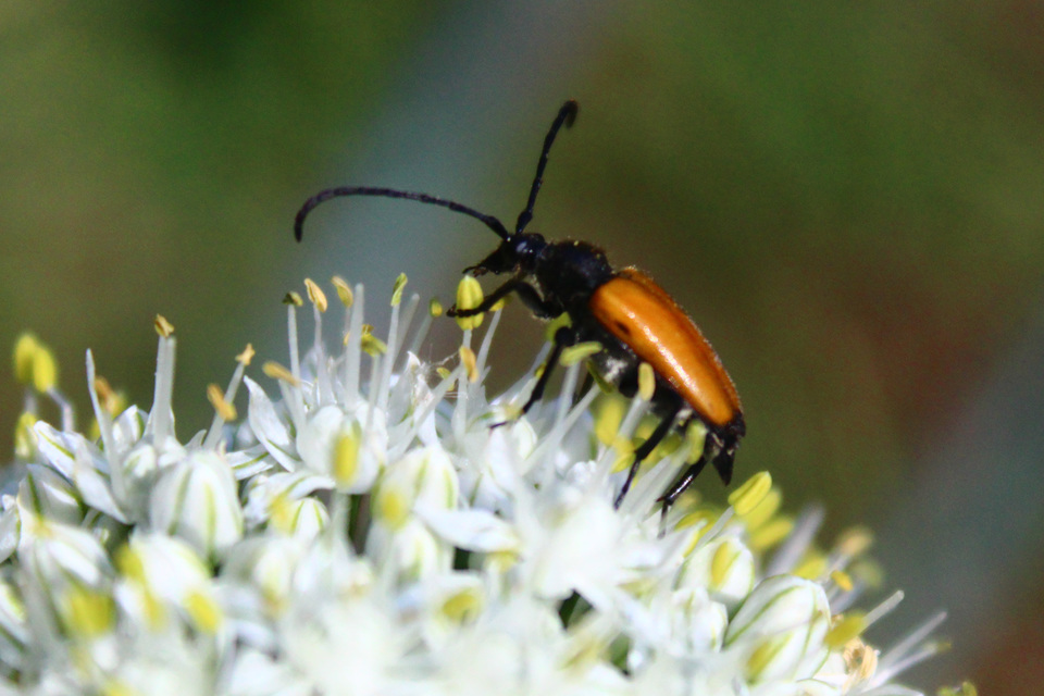Stictoleptura fulva - vörhenyes virágcincér