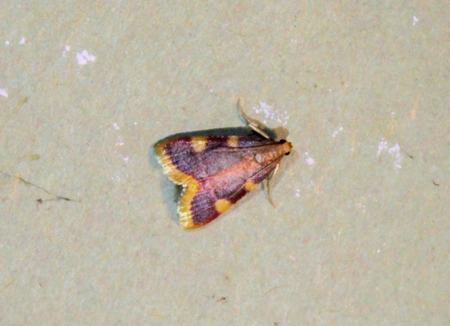 Hypsopygia costalis - szénailonca