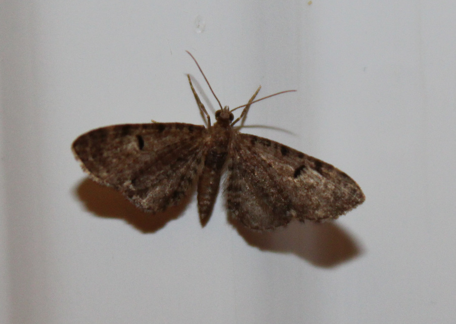 Eupithecia