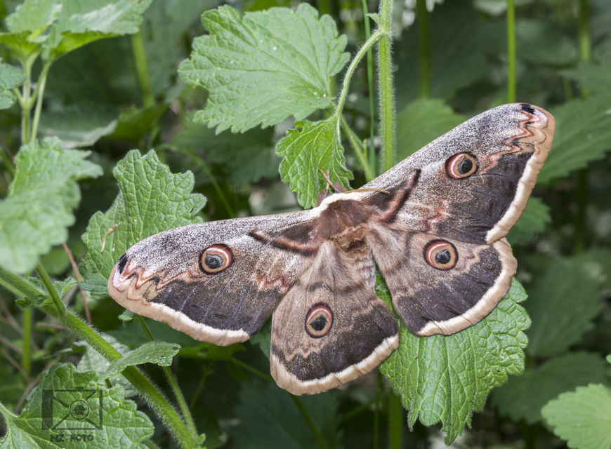 Saturnia pyri - nagy pávaszem