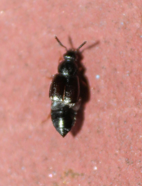 Proteinus brachypterus - közönséges sutaholyva