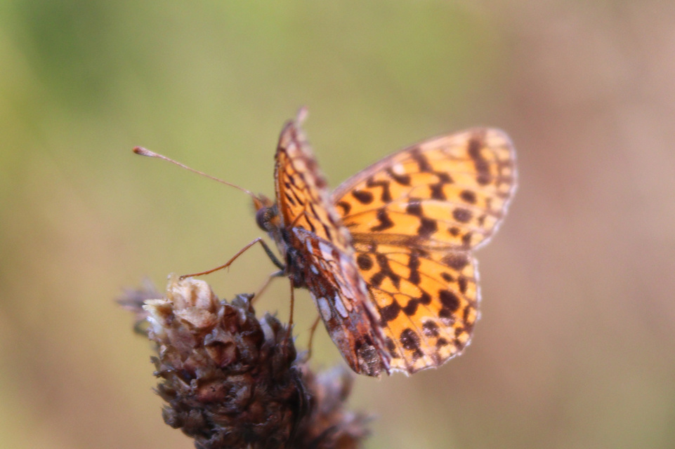 Boloria dia - kis gyöngyházlepke