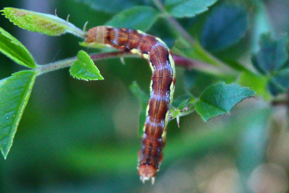 Erannis defoliaria - nagy téliaraszoló