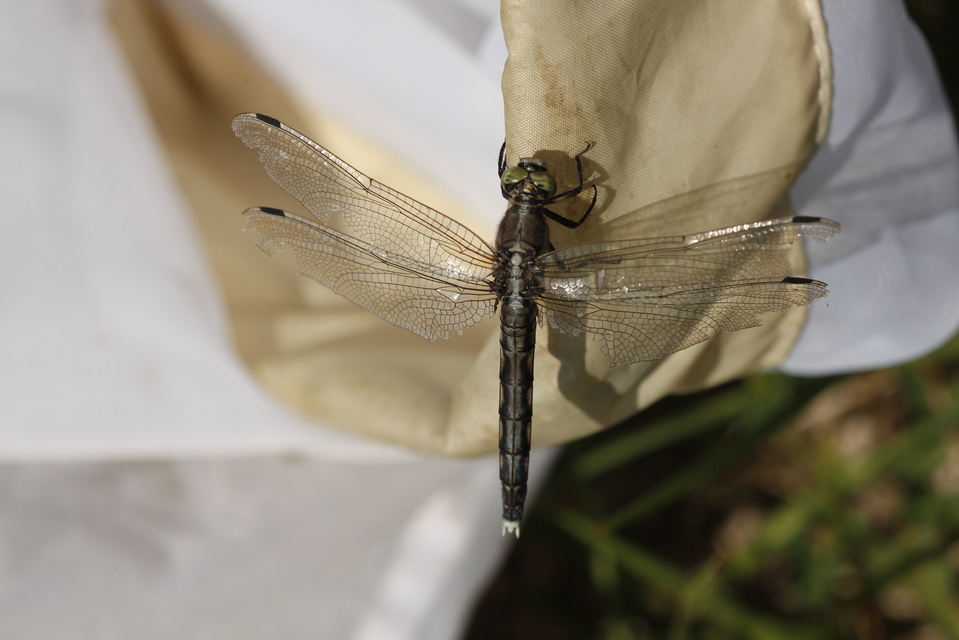 Orthetrum albistylum - fehérfarkú pásztorszitakötő