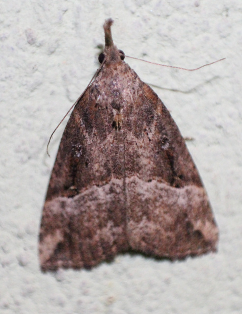 Hypena rostralis - közönséges karcsúbagoly