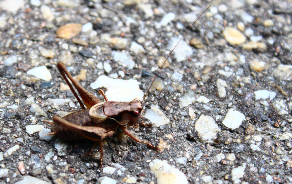 Pholidoptera griseoaptera - szürke avarszöcske