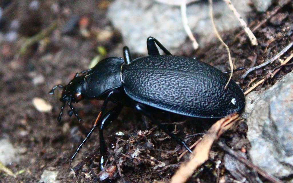 Carabus coriaceus - bőrfutrinka Carabus coriaceus - bőrfutrinka
