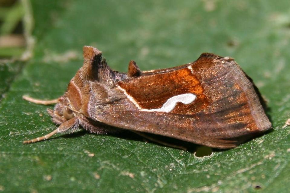 Macdunnoughia confusa - cseppfoltos ezüstbagoly