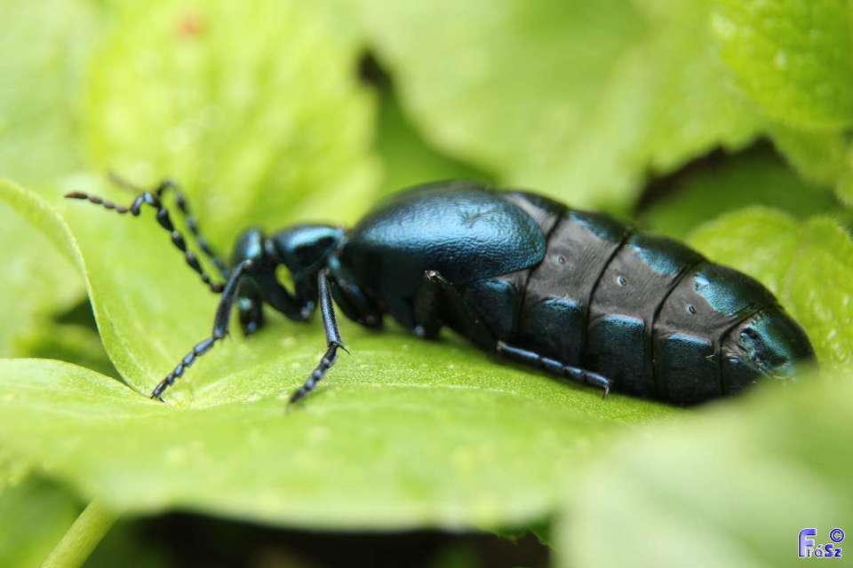 Meloe violaceus - kék nünüke